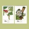 Wild Flowers Wall Calendar – Mary Vaux Walcott's Victorian Art Work, Semi-Glossy Paper