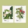 Wild Flowers Wall Calendar – Mary Vaux Walcott's Victorian Art Work, Semi-Glossy Paper
