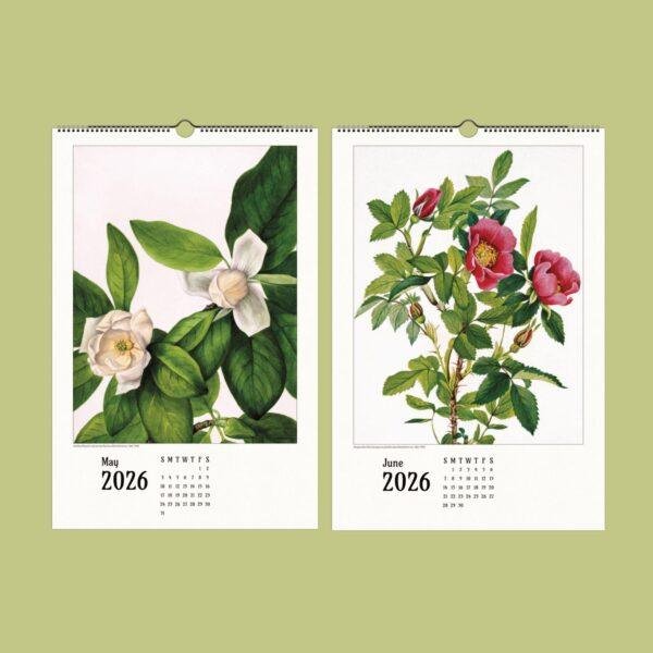Wild Flowers Wall Calendar – Mary Vaux Walcott's Victorian Art Work, Semi-Glossy Paper