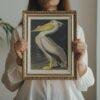 White Pelican Audubon Print - John James Audubon Bird Watching Art, Vintage White Pelican Wall Decor, Birds of America Poster
