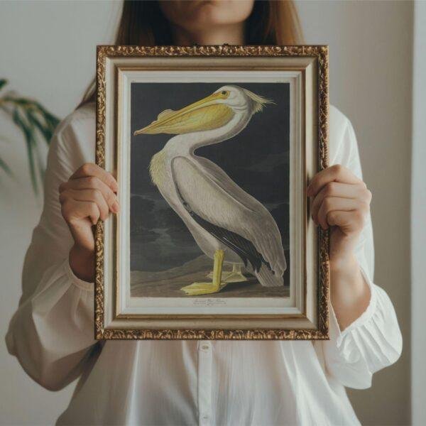 White Pelican Audubon Print - John James Audubon Bird Watching Art, Vintage White Pelican Wall Decor, Birds of America Poster