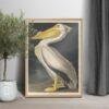 White Pelican Audubon Print - John James Audubon Bird Watching Art, Vintage White Pelican Wall Decor, Birds of America Poster