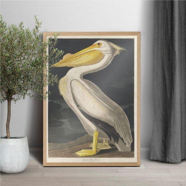White Pelican Audubon Print - John James Audubon Bird Watching Art, Vintage White Pelican Wall Decor, Birds of America Poster