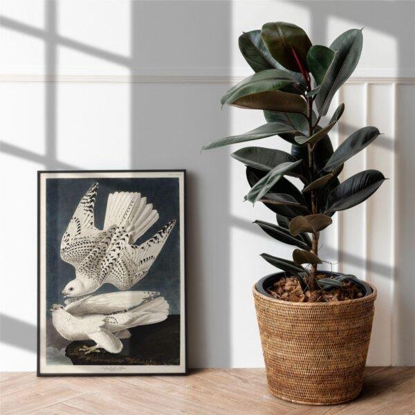 Peregrine Falcon Audubon Print - John James Audubon Bird Watching Art, Bird of Prey Wall Decor, Vintage Birds of America Poster