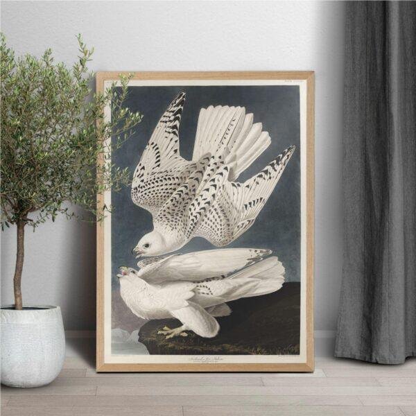 Peregrine Falcon Audubon Print - John James Audubon Bird Watching Art, Bird of Prey Wall Decor, Vintage Birds of America Poster
