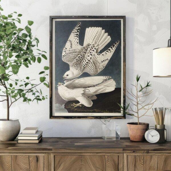Peregrine Falcon Audubon Print - John James Audubon Bird Watching Art, Bird of Prey Wall Decor, Vintage Birds of America Poster