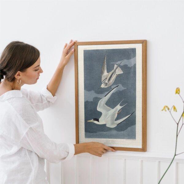 Least Tern Audubon Print - John James Audubon Bird Watching Art, Vintage Least Tern Wall Decor, Birds of America Poster