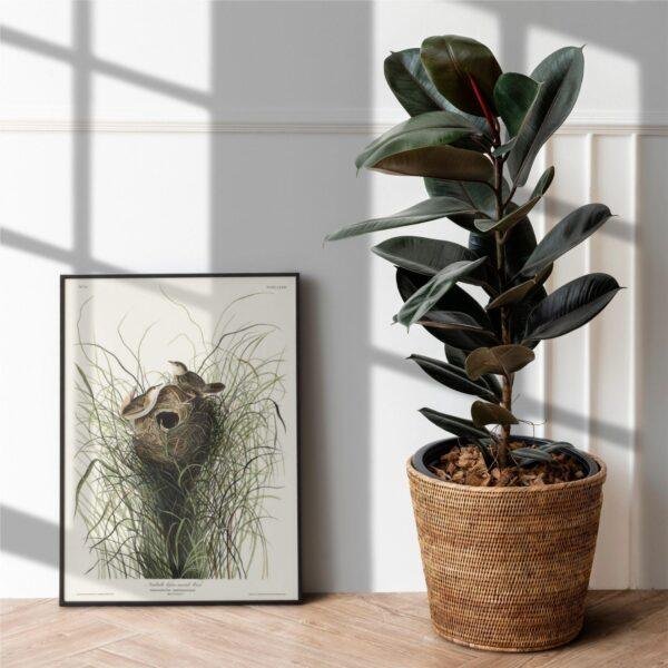 Audubon Lesser Marsh Wren Print: Vintage Birds of America Wall Art