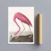 Pink Flamingo Audubon Print - John James Audubon Bird Watching Art, Vintage Pink Flamingo Wall Decor, Birds of America Poster