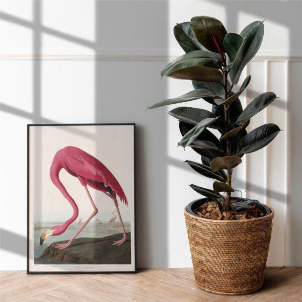 Pink Flamingo Audubon Print - John James Audubon Bird Watching Art, Vintage Pink Flamingo Wall Decor, Birds of America Poster