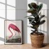 Pink Flamingo Audubon Print - John James Audubon Bird Watching Art, Vintage Pink Flamingo Wall Decor, Birds of America Poster
