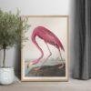 Pink Flamingo Audubon Print - John James Audubon Bird Watching Art, Vintage Pink Flamingo Wall Decor, Birds of America Poster