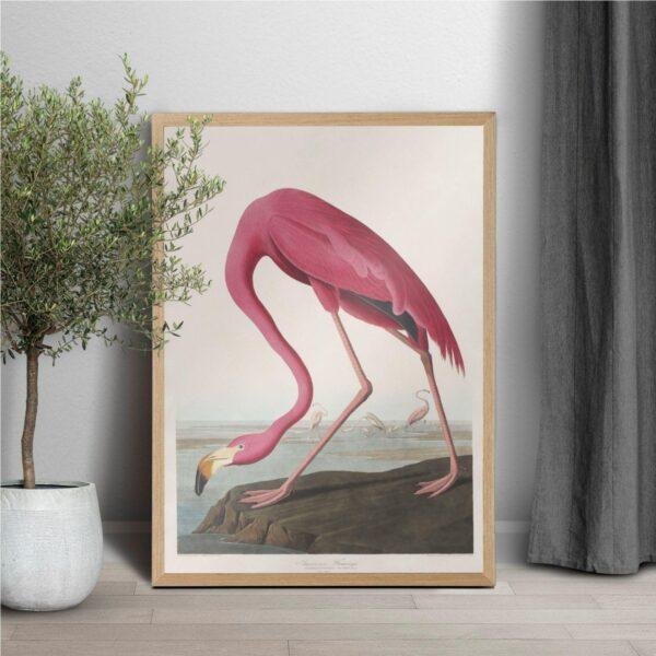 Pink Flamingo Audubon Print - John James Audubon Bird Watching Art, Vintage Pink Flamingo Wall Decor, Birds of America Poster