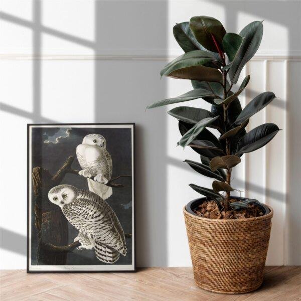Snowy White Owl Audubon Print - John James Audubon Bird Watching Art, Vintage Owl Wall Decor, Birds of America Poster