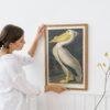 White Pelican Audubon Print - John James Audubon Bird Watching Art, Vintage White Pelican Wall Decor, Birds of America Poster
