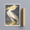 White Pelican Audubon Print - John James Audubon Bird Watching Art, Vintage White Pelican Wall Decor, Birds of America Poster