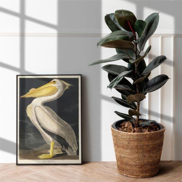 White Pelican Audubon Print - John James Audubon Bird Watching Art, Vintage White Pelican Wall Decor, Birds of America Poster