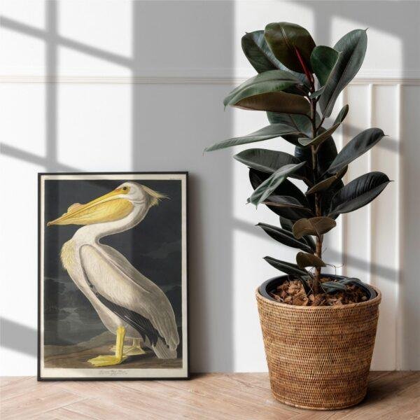 White Pelican Audubon Print - John James Audubon Bird Watching Art, Vintage White Pelican Wall Decor, Birds of America Poster