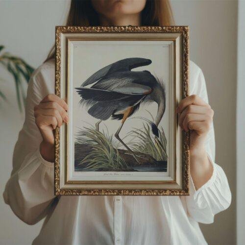 Blue Heron Bird Audubon Print - John James Audubon Bird Watching Art, Vintage Blue Heron Wall Decor, Birds of America Poster