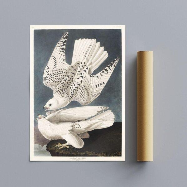 Peregrine Falcon Audubon Print - John James Audubon Bird Watching Art, Bird of Prey Wall Decor, Vintage Birds of America Poster