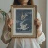 Least Tern Audubon Print - John James Audubon Bird Watching Art, Vintage Least Tern Wall Decor, Birds of America Poster