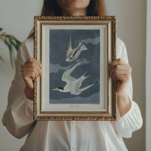 Least Tern Audubon Print - John James Audubon Bird Watching Art, Vintage Least Tern Wall Decor, Birds of America Poster