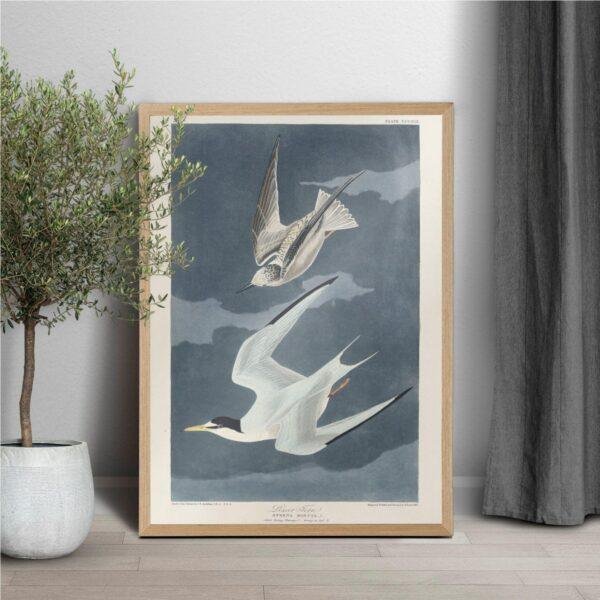 Least Tern Audubon Print - John James Audubon Bird Watching Art, Vintage Least Tern Wall Decor, Birds of America Poster