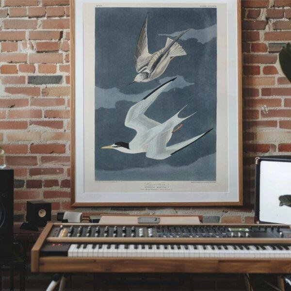 Least Tern Audubon Print - John James Audubon Bird Watching Art, Vintage Least Tern Wall Decor, Birds of America Poster