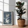 Least Tern Audubon Print - John James Audubon Bird Watching Art, Vintage Least Tern Wall Decor, Birds of America Poster