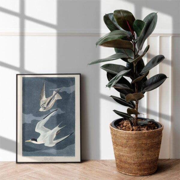 Least Tern Audubon Print - John James Audubon Bird Watching Art, Vintage Least Tern Wall Decor, Birds of America Poster