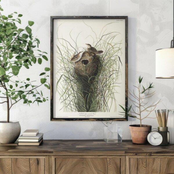 Audubon Lesser Marsh Wren Print: Vintage Birds of America Wall Art