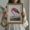 Pink Flamingo Audubon Print - John James Audubon Bird Watching Art, Vintage Pink Flamingo Wall Decor, Birds of America Poster