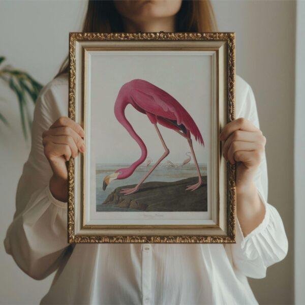 Pink Flamingo Audubon Print - John James Audubon Bird Watching Art, Vintage Pink Flamingo Wall Decor, Birds of America Poster