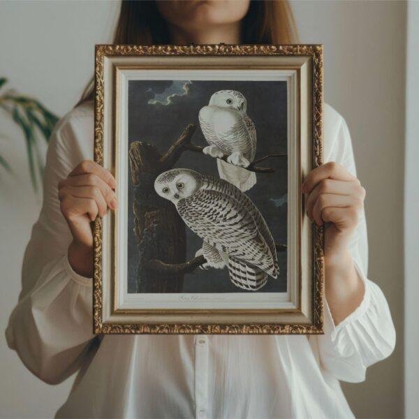 Snowy White Owl Audubon Print - John James Audubon Bird Watching Art, Vintage Owl Wall Decor, Birds of America Poster