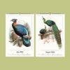 Natural History Wall Calendar – Dutch Artist, Joseph Smit, Victorian Bird Art, Semi-Glossy Paper