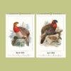 Natural History Wall Calendar – Dutch Artist, Joseph Smit, Victorian Bird Art, Semi-Glossy Paper