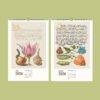 Calligraphy Art Wall Calendar - Dutch Artist, Joris Hoefnagel, Insect Illustrations, Semi-Glossy Paper