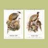Natural History Wall Calendar – Dutch Artist, Joseph Smit, Victorian Bird Art, Semi-Glossy Paper