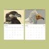 African Wildlife Calendar – Bird Illustrations, World Travel, Natural History Art, Semi-Glossy Paper