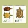 Save the Turtles Wall Calendar – Endangered Species, Scientist Gift, Semi-Glossy Paper