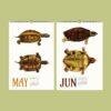 Save the Turtles Wall Calendar – Endangered Species, Scientist Gift, Semi-Glossy Paper