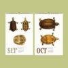 Save the Turtles Wall Calendar – Endangered Species, Scientist Gift, Semi-Glossy Paper