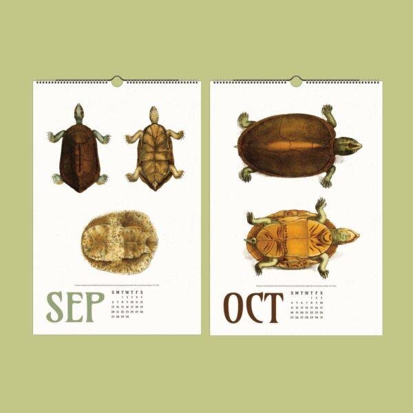 Save the Turtles Wall Calendar – Endangered Species, Scientist Gift, Semi-Glossy Paper