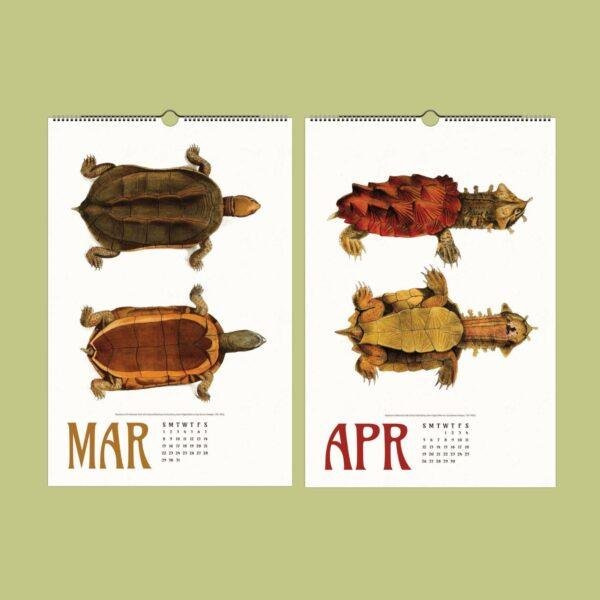 Save the Turtles Wall Calendar – Endangered Species, Scientist Gift, Semi-Glossy Paper