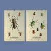 Victorian Bug Art Wall Calendar