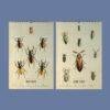 Victorian Bug Art Wall Calendar