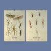 Victorian Bug Art Wall Calendar