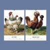Chicken Wall Calendar – Vintage Rooster Art, Farmhouse Decor, Semi-Glossy Paper