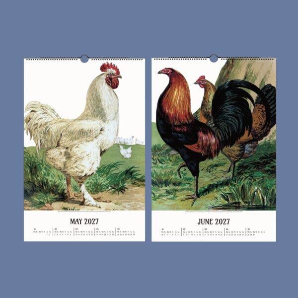 Chicken Wall Calendar – Vintage Rooster Art, Farmhouse Decor, Semi-Glossy Paper