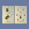 Victorian Bug Art Wall Calendar